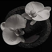 MIKE PATTON, JEAN-CLAUDE VANNIER — Corpse Flower (LP)